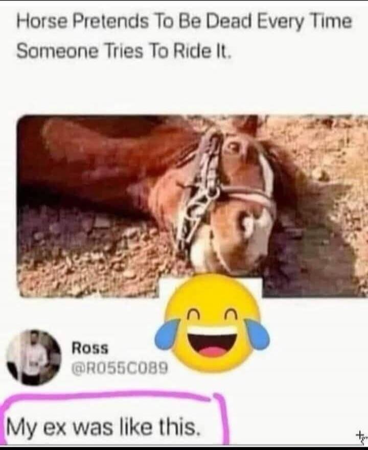 Horse Pretends To Be Dead Every Time Someone Tries To Ride It. My ex was like this.