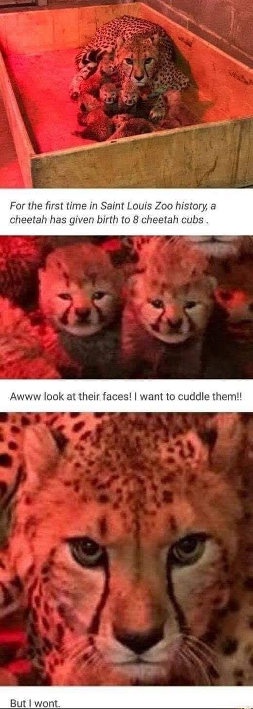 For the first time in Saint Louis Zoo history a cheetah has given birth to 8 cheetah cubs Awww look at their faces want to cuddle them But wont