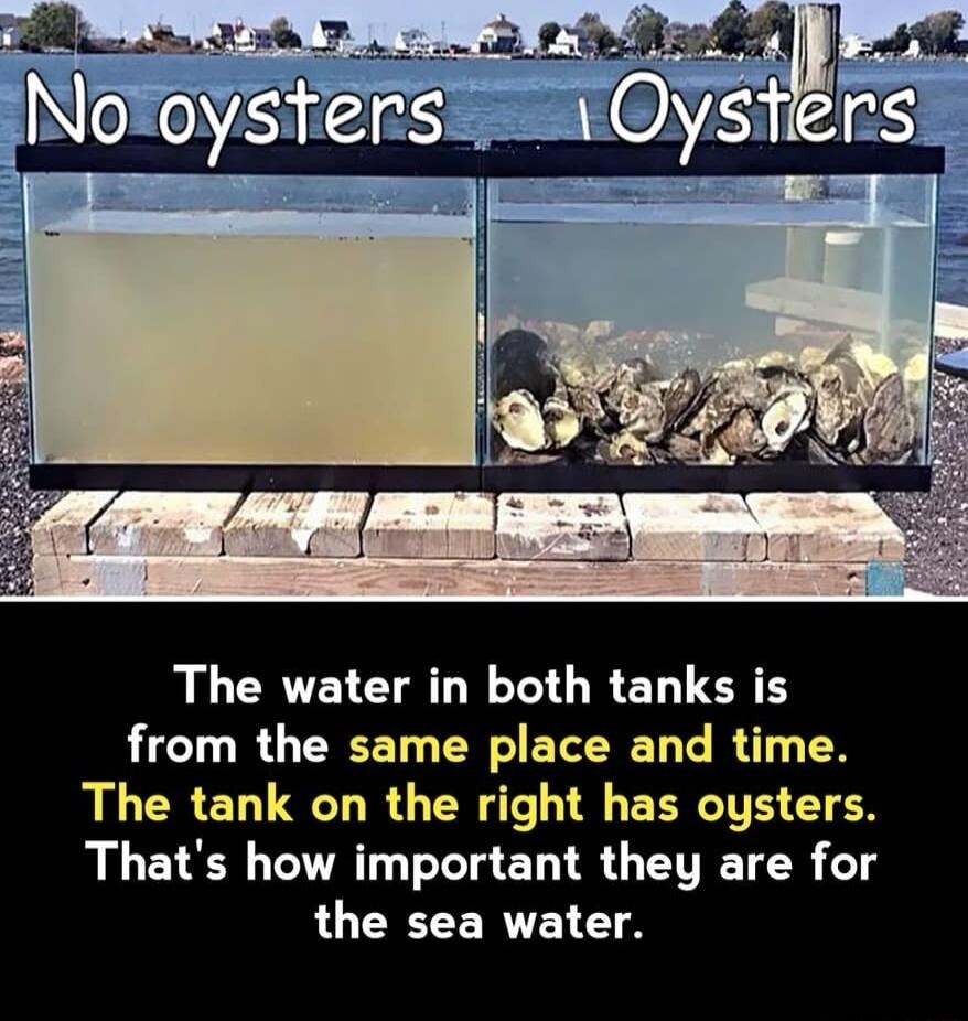 The water in both tanks is from the same place and time AR ELE LRGN EERCTE TR Thats how important they are for the sea water