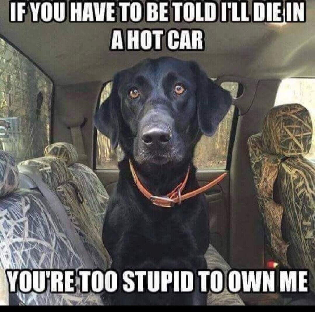 IF YOU HAVE TO BE TOLD I'LL DIE IN A HOT CAR YOU'RE TOO STUPID TO OWN ME
