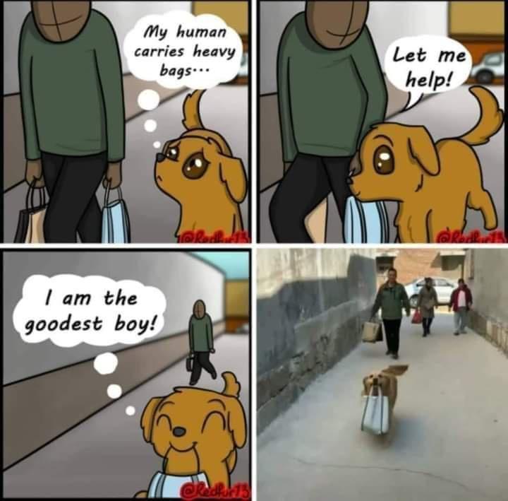 My human carries heavy bags am tle goodest boy