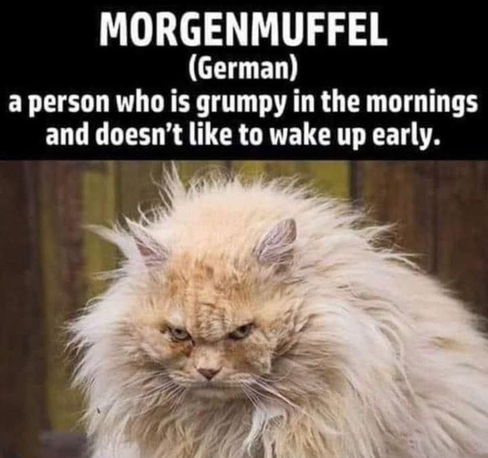 MORGENMUFFEL L aperson who is grumpy in the mornings ELL G K TR GRTELCET R A