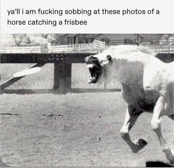 yall i am fucking sobbing at these photos of a horse catching a frisbee