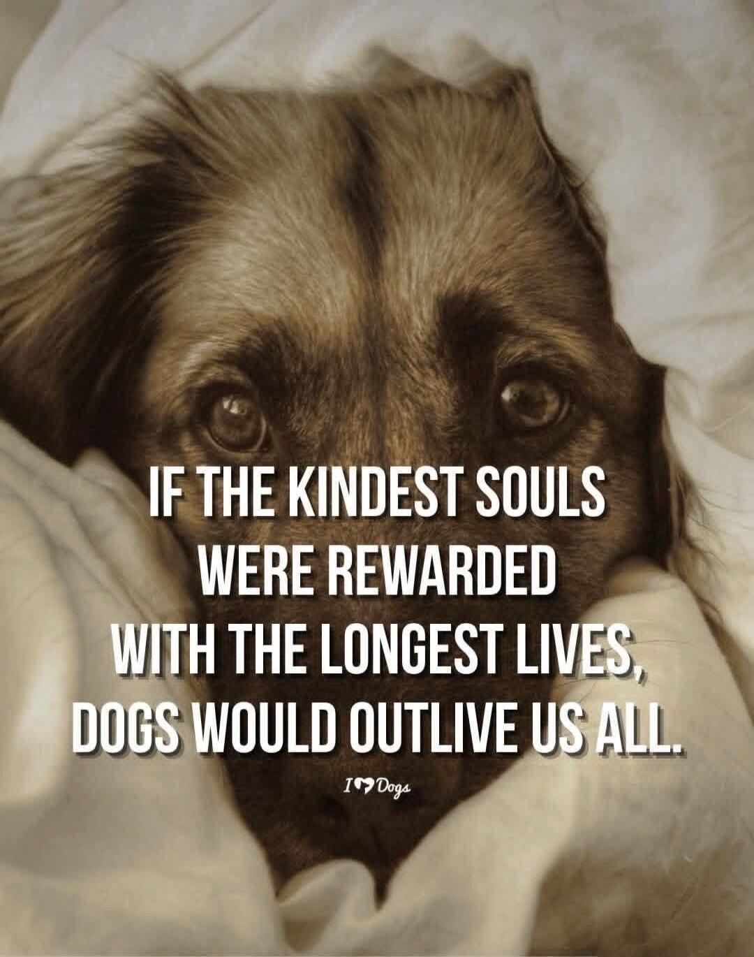 IF THE KINDEST SOULS WERE REWARDED WITH THE LONGEST LIVES, DOGS WOULD OUTLIVE US ALL. I ❤️ Dogs