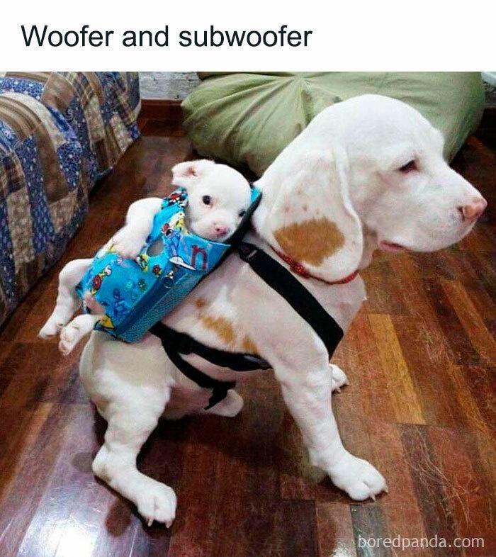 Woofer and subwoofer g boredpatdacom