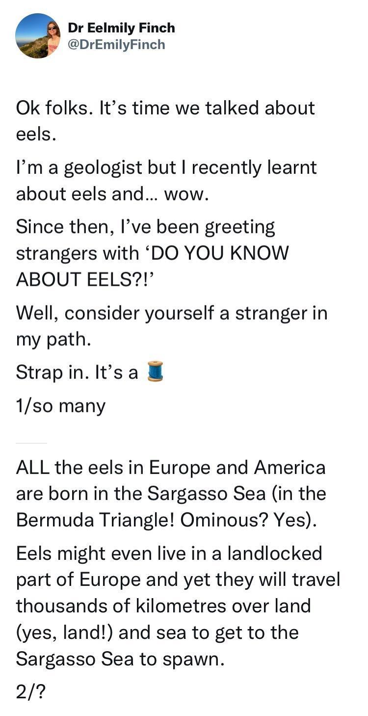 Dr Eelmily Finch DrEmilyFinch Ok folks Its time we talked about eels Im a geologist but recently learnt about eels and wow Since then Ive been greeting strangers with DO YOU KNOW ABOUT EELS Well consider yourself a stranger in my path Strapinltsa 1so many ALL the eels in Europe and America are born in the Sargasso Sea in the Bermuda Triangle Ominous Yes Eels might even live in a landlocked part of
