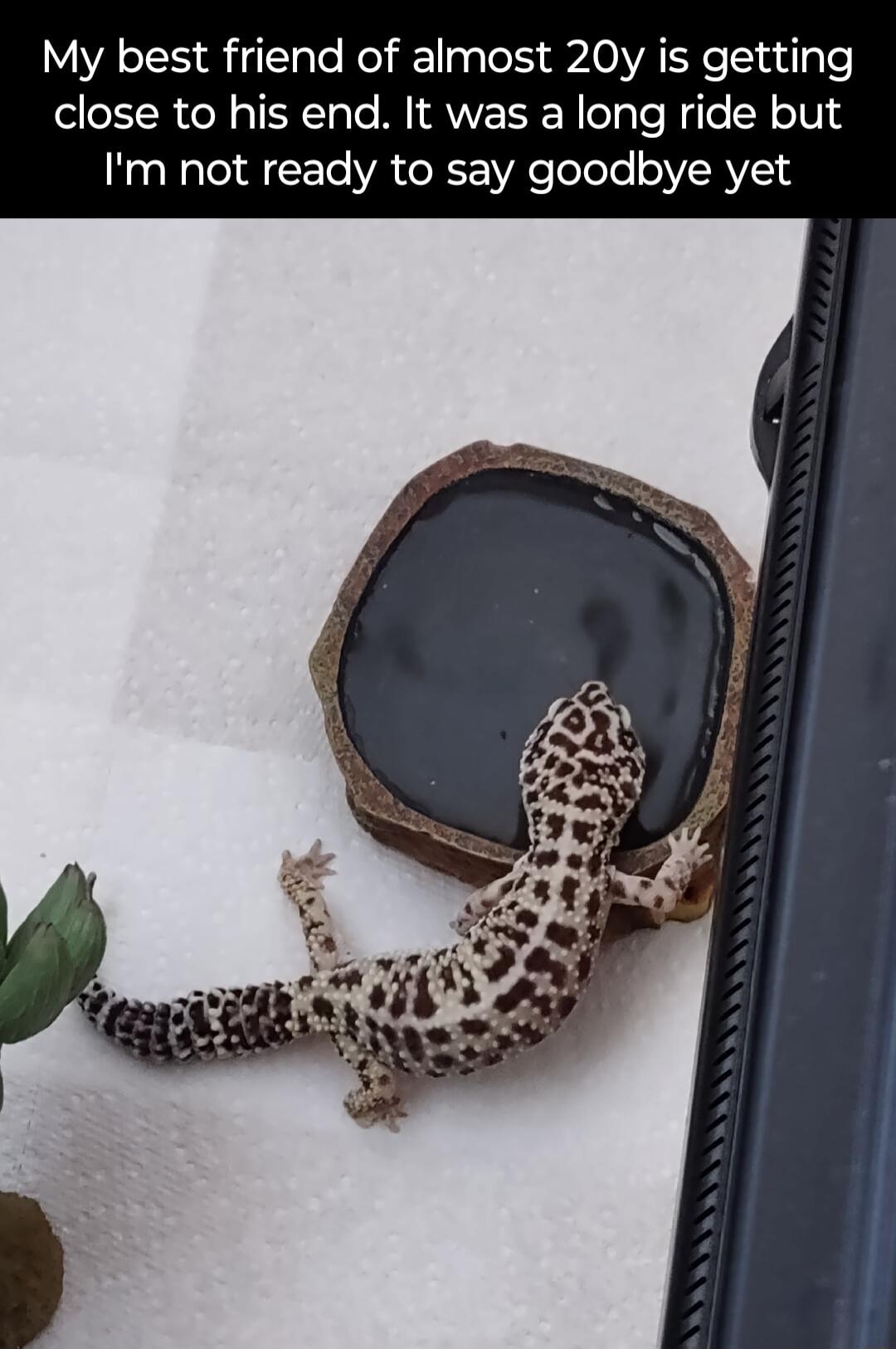 My best friend of almost 20y is getting close to his end It was a long ride but Im not ready to say goodbye yet