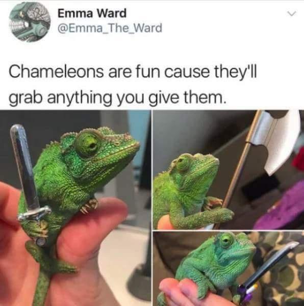 Emma Ward Emma_The_Ward Chameleons are fun cause theyll grab anything you give them