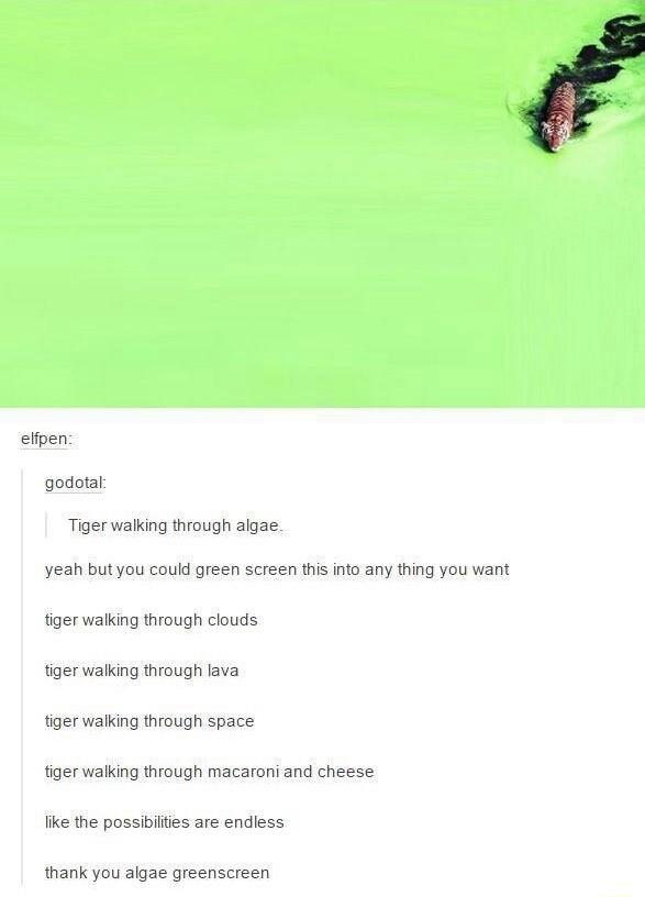 elfpen godotat Tiger walking through algae yeah butyou could green screen this into any thing you want tiger walking through clouds tiger walking through lava tiger walking through space iger waking through macaroni and cheese like the possiilties are endless thank you algae greenscreen