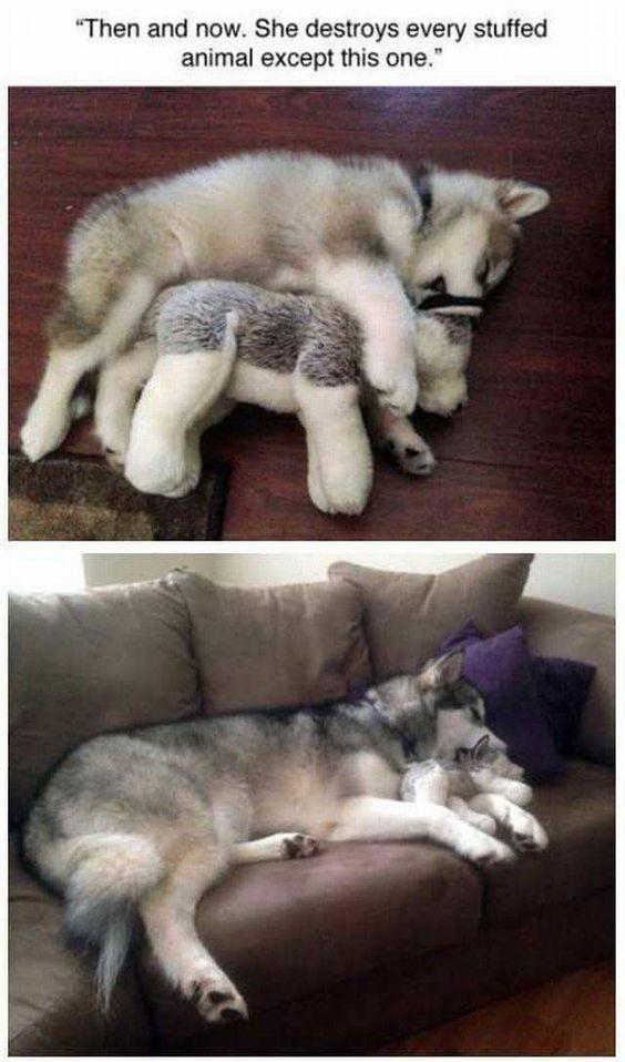 Then and now She destroys every stuffed animal except this one