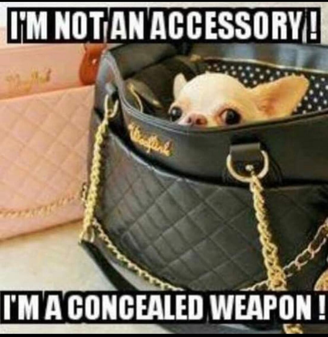 I'M NOT AN ACCESSORY! I'M A CONCEALED WEAPON!