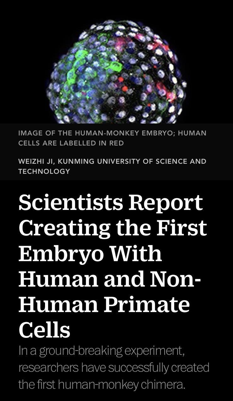 IMAGE OF THE HUMAN MONKEY EMBRYO HUMAN CELLS ARE LABELLED IN RED WEIZHI JI KUNMING UNIVERSITY OF SCIENCE AND pieeKelch g Scientists Report Creating the First Embryo With Human and Non Human Primate Cells Ina ground breaking experiment researchers have successfully created the first human monkey chimera