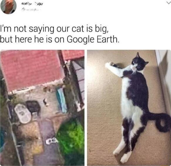 e m not saying our cat is big but here he is on Google Earth