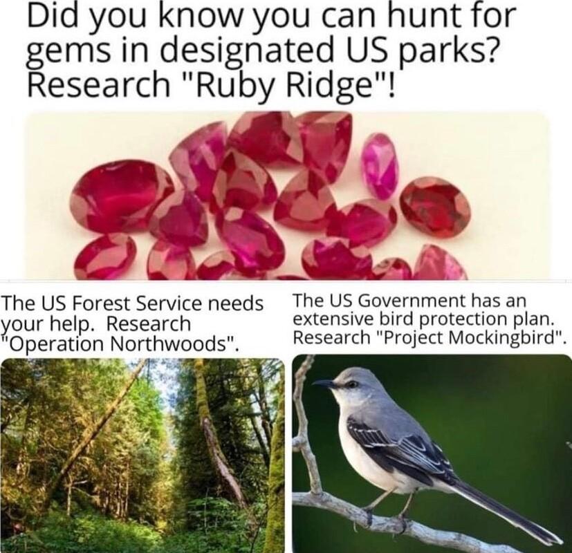 The US Forest Service needs The US Government has an your help Research extensive bird protection plan Operation Northwoods Research Project Mockingbird 2