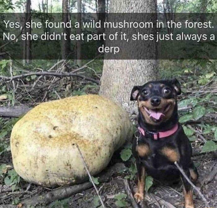 ol WU R TR R TaT Yes she found a wild mushroom in the forest No she didnt eat part of it shes just always a derp