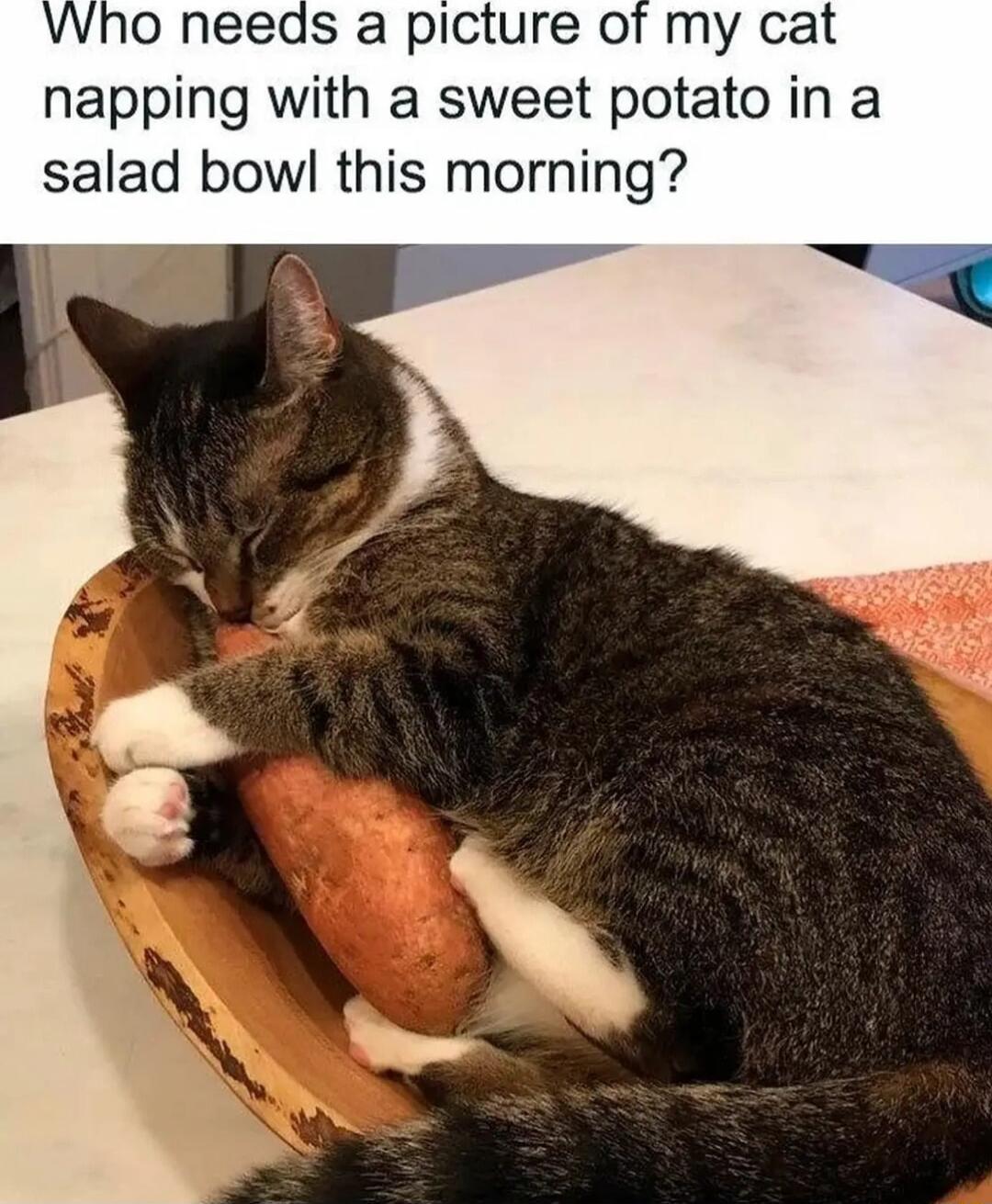 Who needs a picture of my cat napping with a sweet potato in a salad bowl this morning