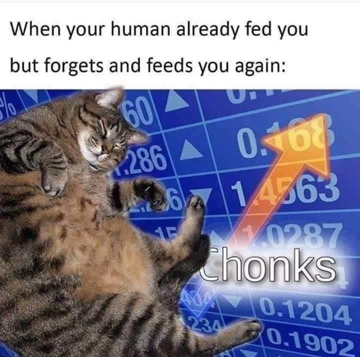 When your human already fed you but forgets and feeds you again