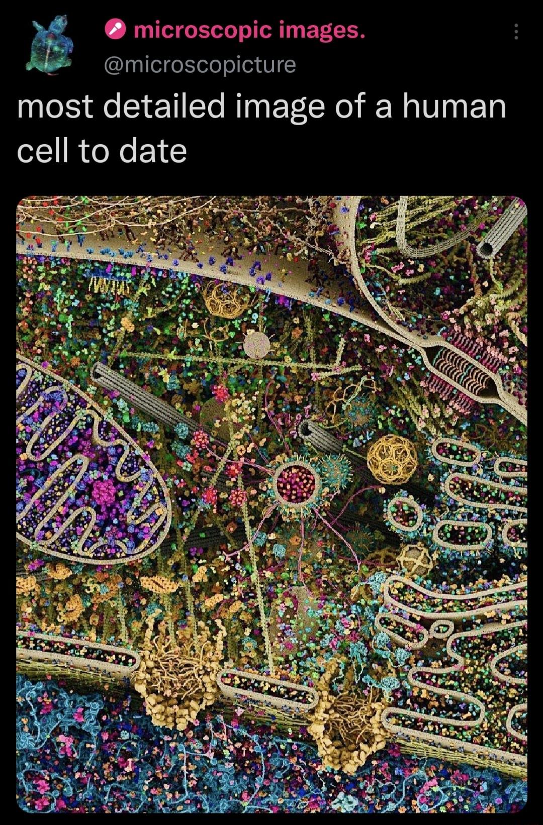 microscopic images microscopicture most detailed image of a human cell to date