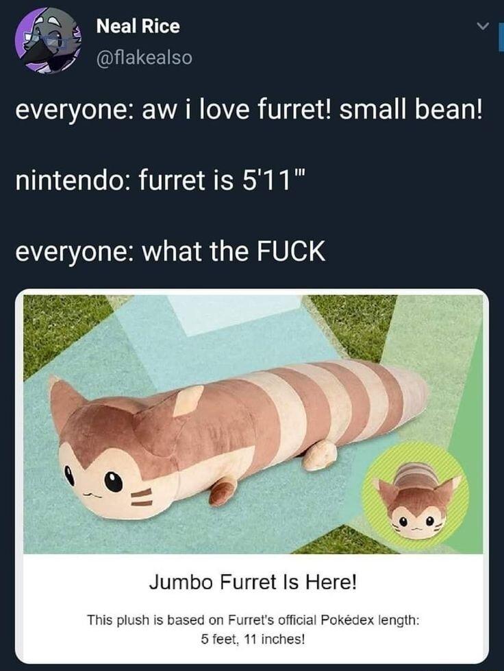 Neal Rice v A5 fiakealso everyone aw i love furret small bean nintendo furret is 511 everyone what the FUCK Jumbo Furret Is Here