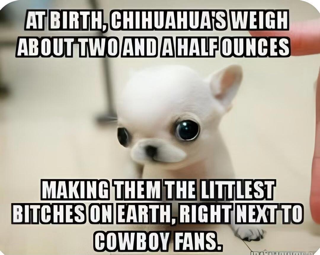 AT BIRTH, CHIHUAHUA'S WEIGH ABOUT TWO AND A HALF OUNCES MAKING THEM THE LITTLEST BITCHES ON EARTH, RIGHT NEXT TO COWBOY FANS.
