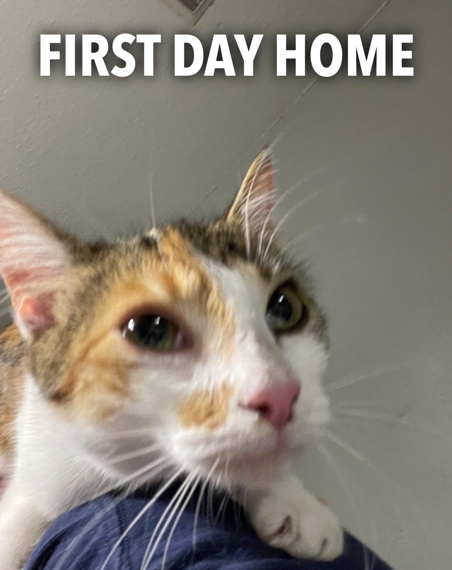 FIRST DAY HOME