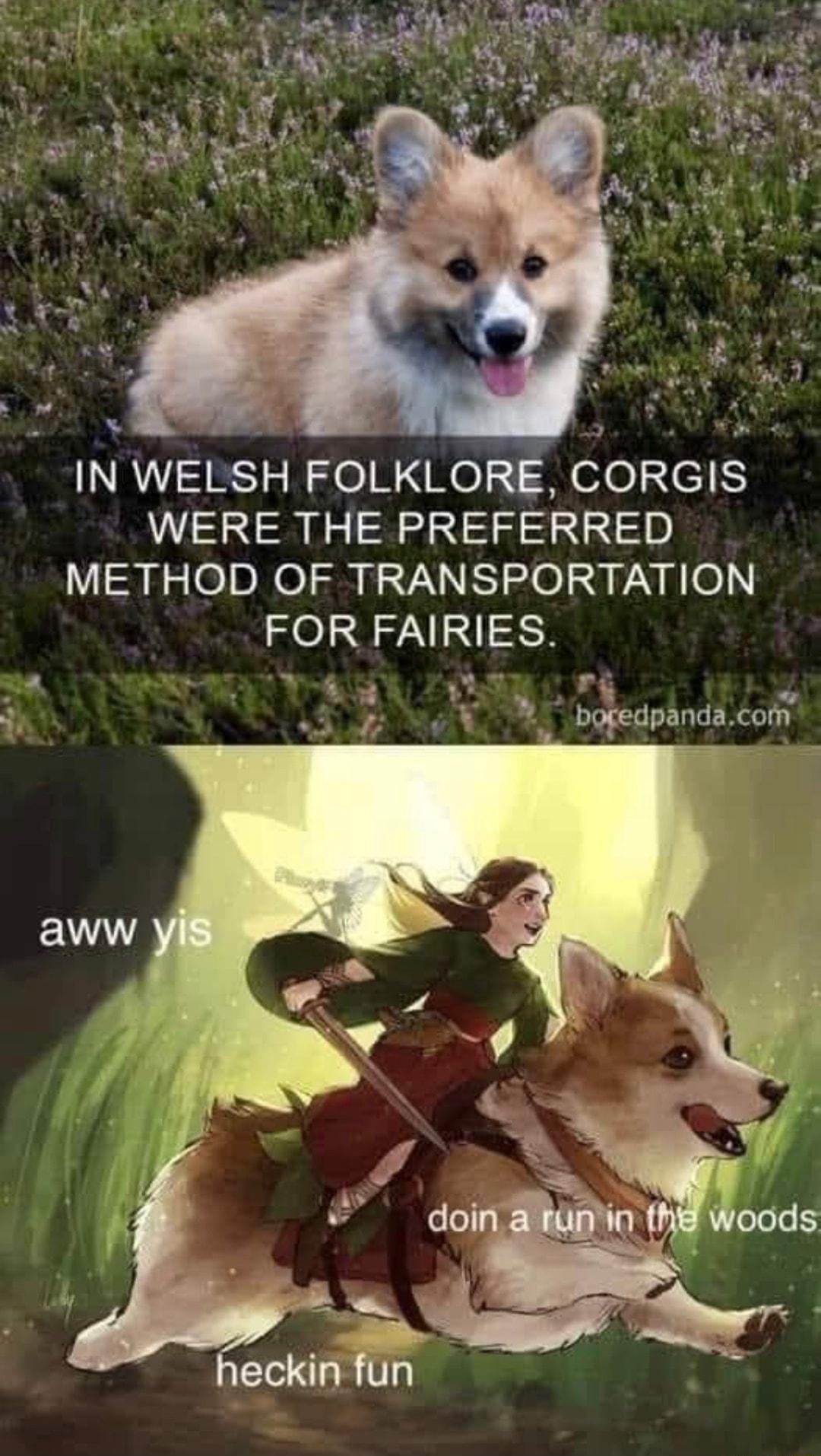 IN WELSH FOLKLORE CORGIS WERE THE PREFERRED METHOD OF TRANSPORTATION FOR FAIRIES a 3 N rg 3 3 o bofedpandacomq v 7 eckin fun A v