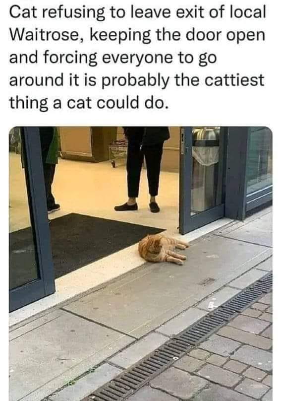 Cat refusing to leave exit of local Waitrose keeping the door open and forcing everyone to go around it is probably the cattiest thing a cat could do