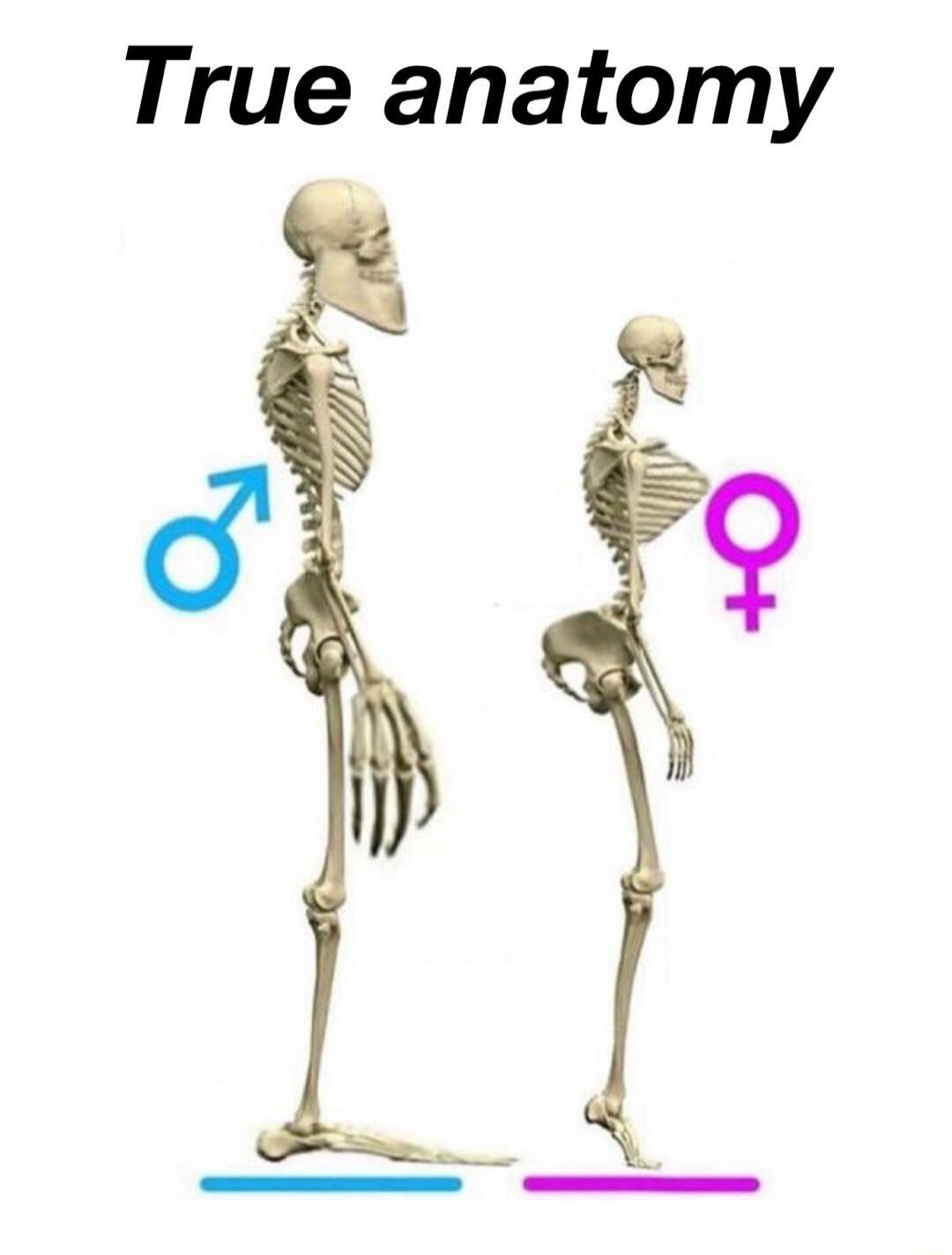 True anatomy