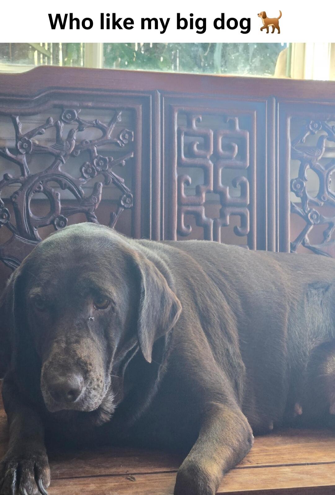 Who like my big dog 🐕