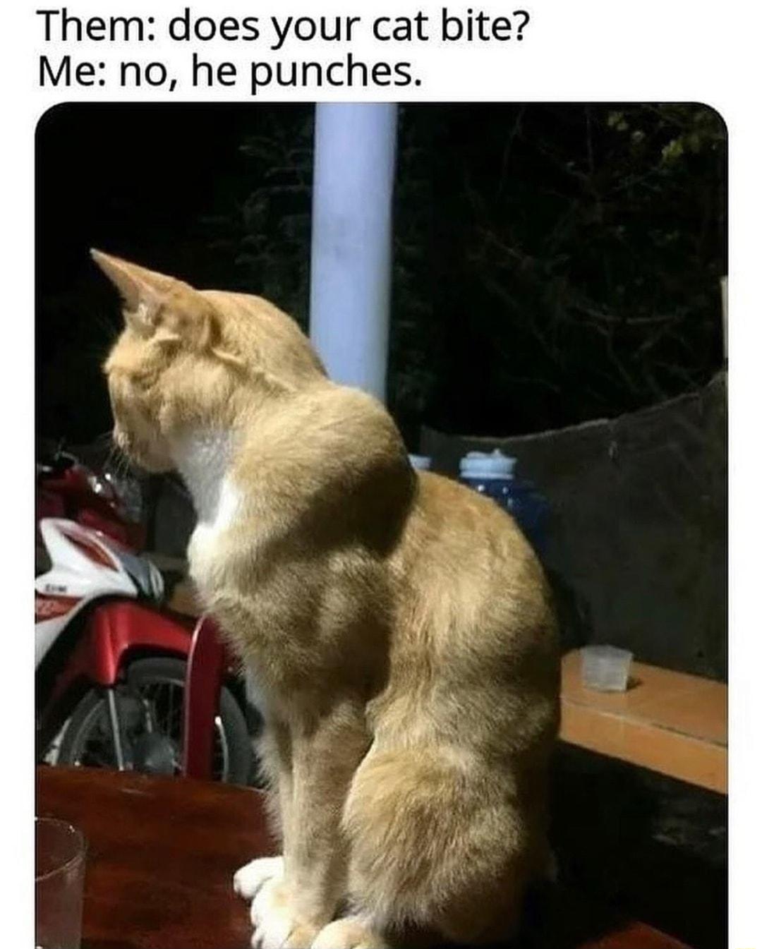 Them does your cat bite Me no he punches