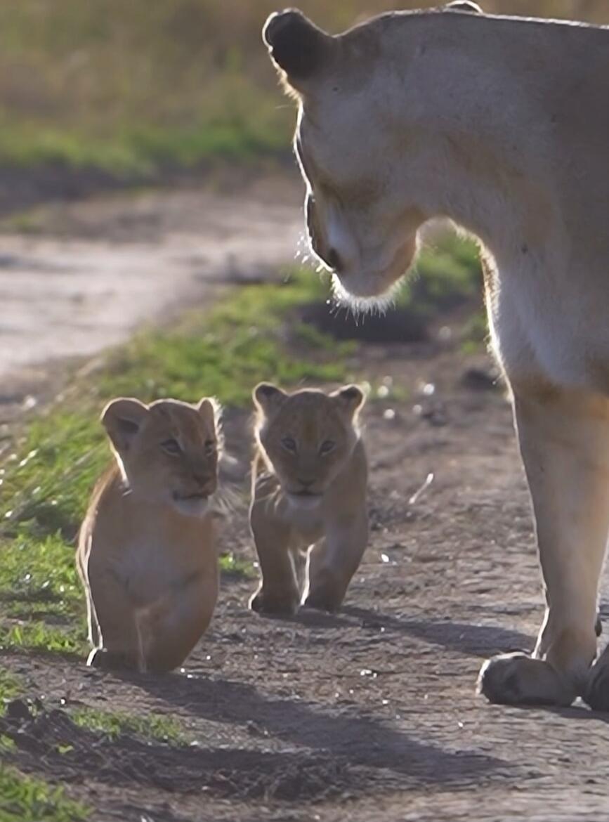 Two lion cubs walking on a dirt path with an adult lioness nearby.