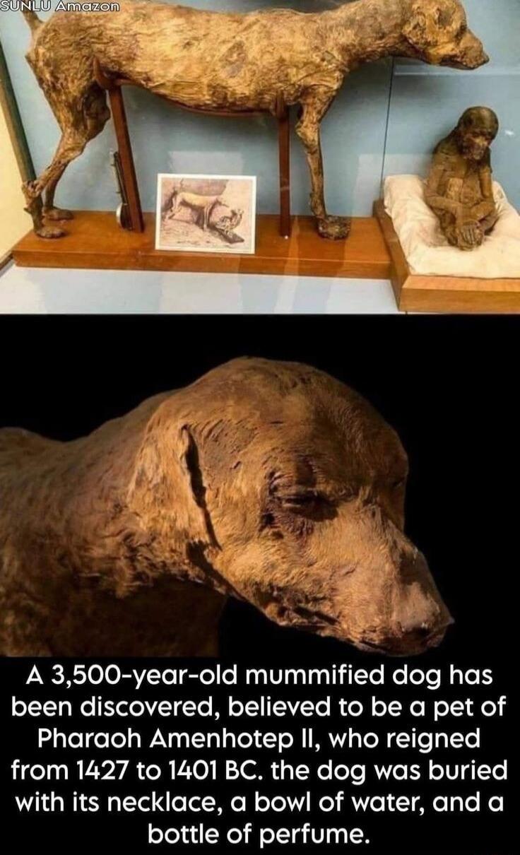 A 3500 year old mummified dog has been discovered believed to be a pet of Pharaoh Amenhotep II who reigned from 1427 to 1401 BC the dog was buried with its necklace a bowl of water and a bottle of perfume