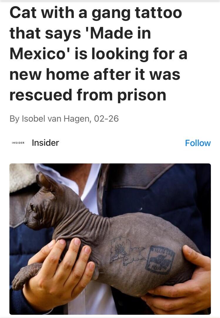 Cat with a gang tattoo that says Made in Mexico is looking for a new home after it was rescued from prison By Isobel van Hagen 02 26 Insider Follow