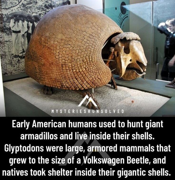 Early American humans used to hunt giant EIQETTTTNEN DI SR ET R R Glyptodons were large armored mammals that grew to the size of a Volkswagen Beetle and natives took shelter inside their gigantic shells