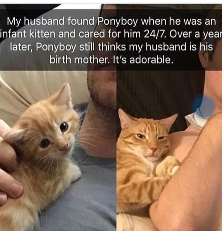 My husband found Ponyboy when he was an infant kitten and cared for him 247 Over a year ETE ALY oL A R UEE N VA VE RIS birth mother Its adorable