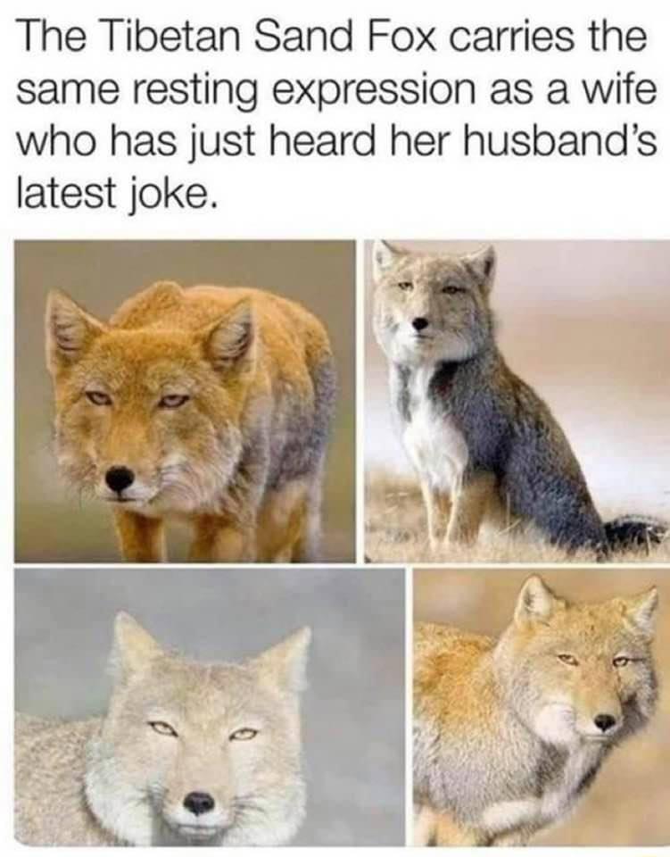 The Tibetan Sand Fox carries the same resting expression as a wife who has just heard her husbands latest joke