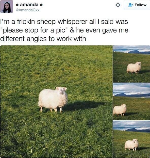 amanda o 2 Follow im a frickin sheep whisperer all i said was please stop for a pic he even gave me different angles to work with