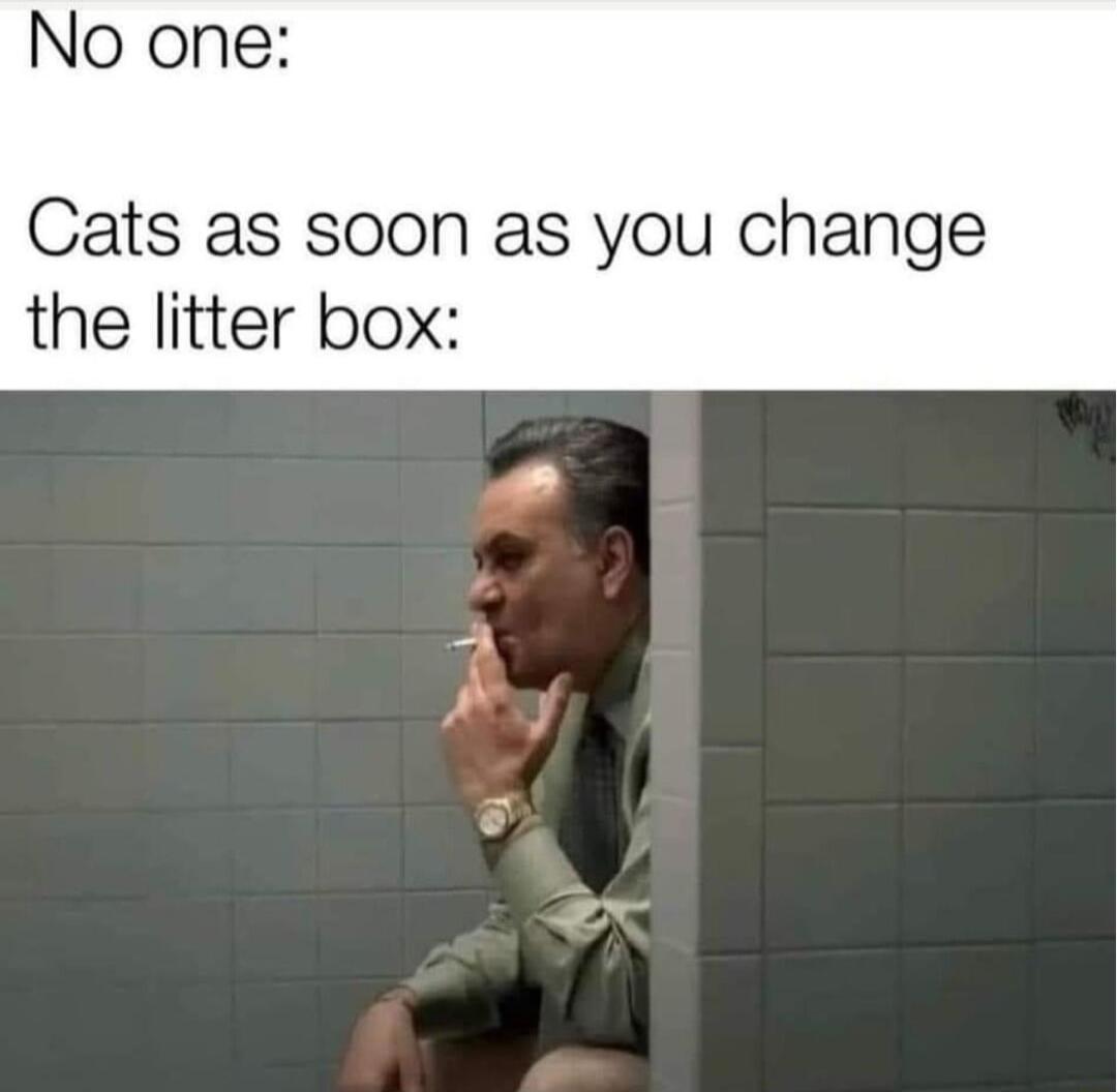 No one Cats as soon as you change the litter box