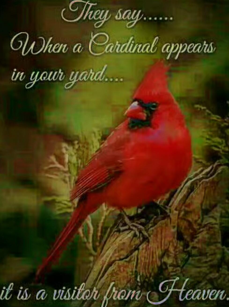 They say...... When a Cardinal appears in your yard.... it is a visitor from Heaven