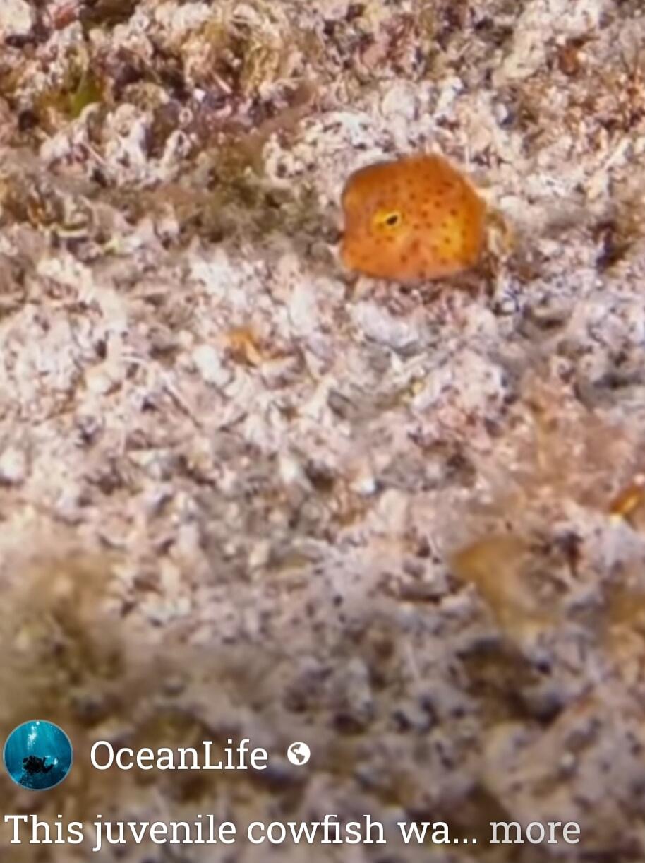 This juvenile cowfish wa... more