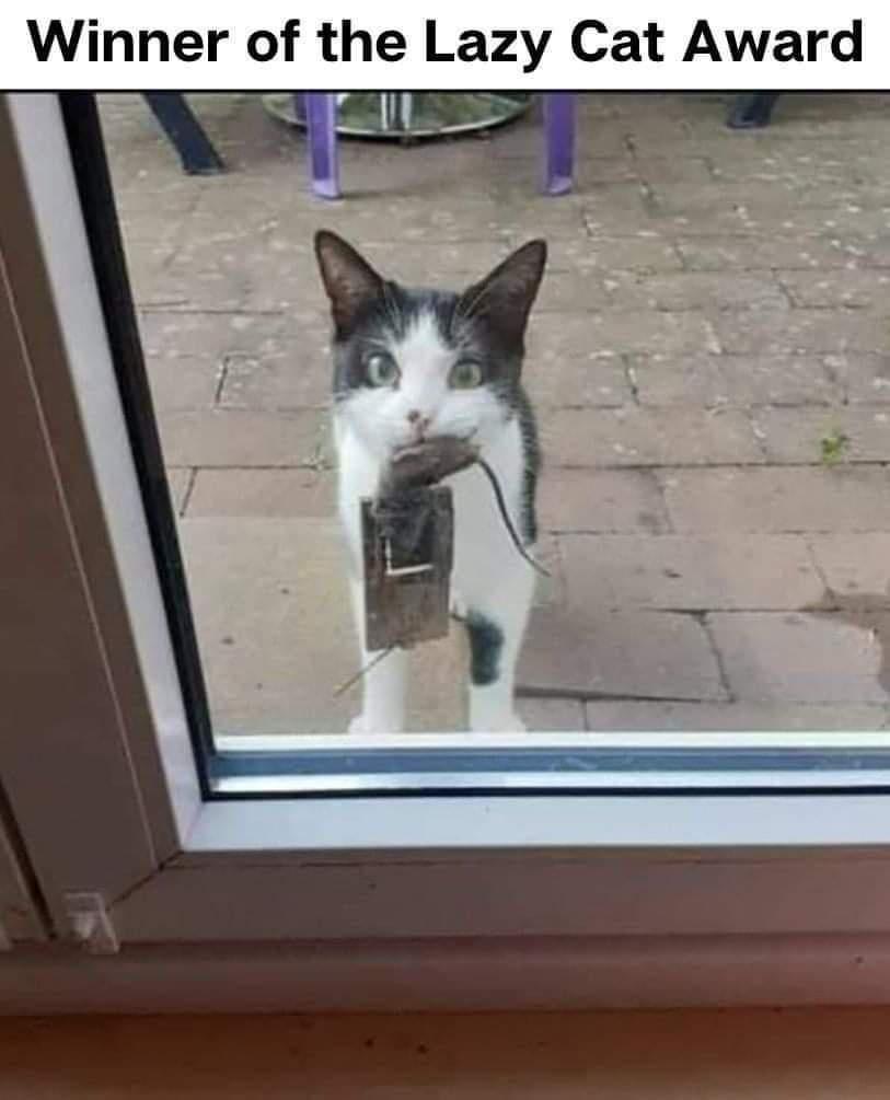 Winner of the Lazy Cat Award