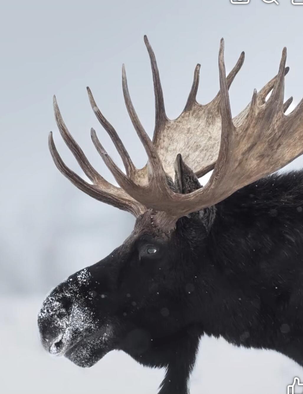 A majestic moose with large antlers stands in a snowy landscape.