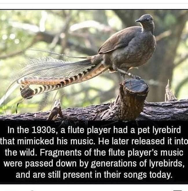 A 5 o 5 In the 1930s a flute player had a pet lyrebird GENTTCR I T TR R EYEVCT R CEEREL DT the wild Fragments of the flute players music were passed down by generations of lyrebirds EUG TR 1 T T TR O ORI EVA