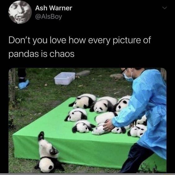 Ash Warner DAlsBoy Dont you love how every picture of pandas is chaos