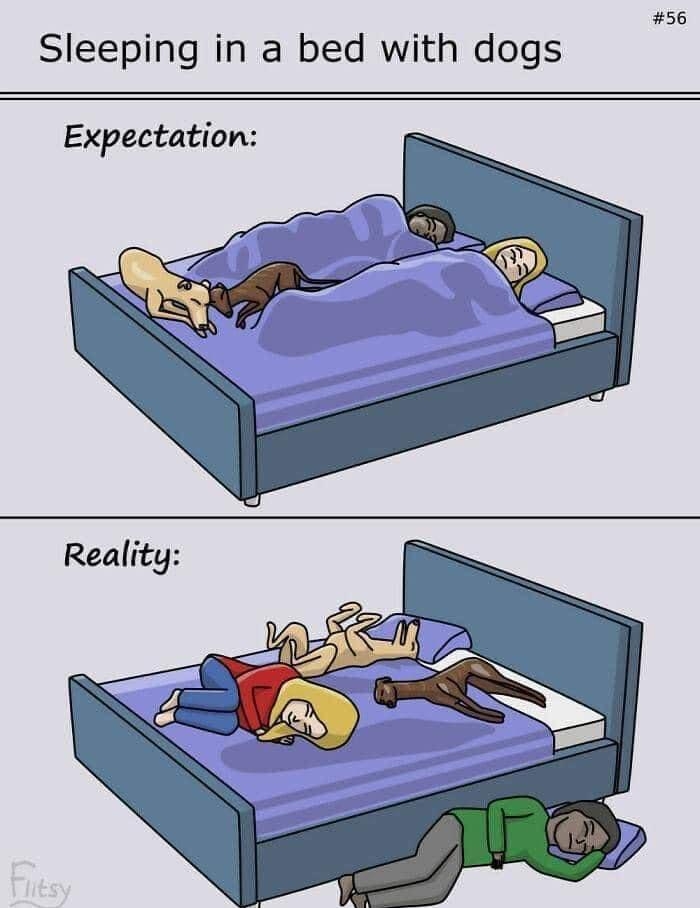 56 Sleeping in a bed with dogs Expectation Reality
