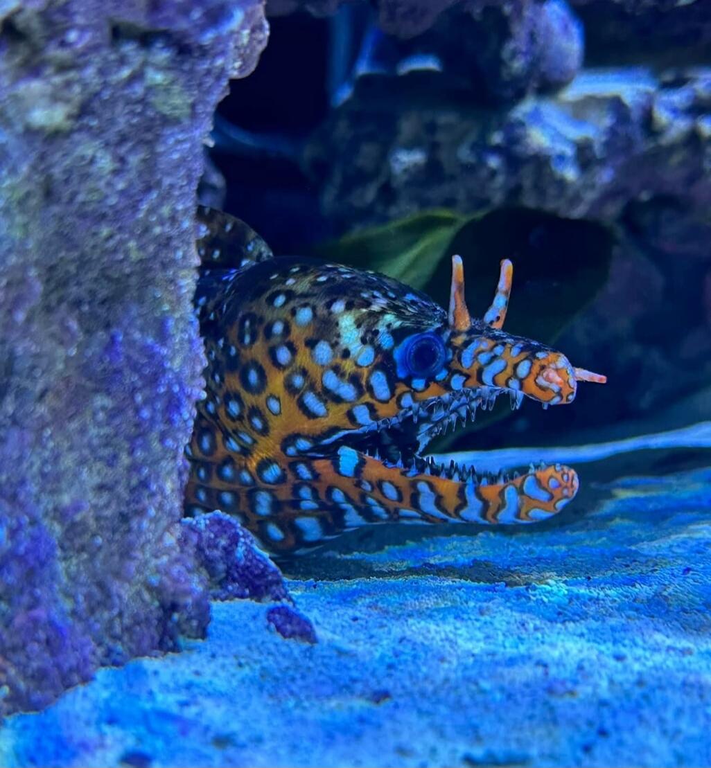 A brightly colored spotted fish peeking from a rock in an aquarium.