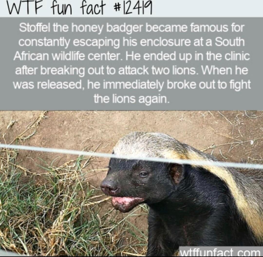 WTF fun tacr 2411