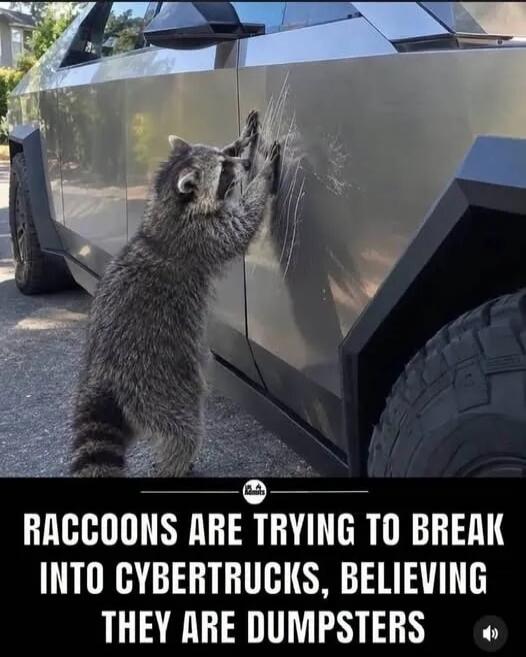 Raccoons are trying to break into Cybertrucks, believing they are dumpsters