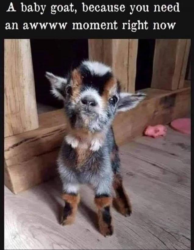 A baby goat, because you need an awwww moment right now