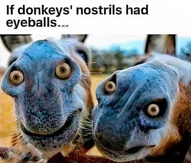 If donkeys nostrils had eyeballs